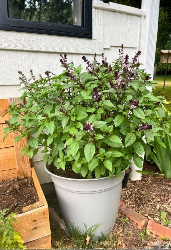 Cinnamon Basil