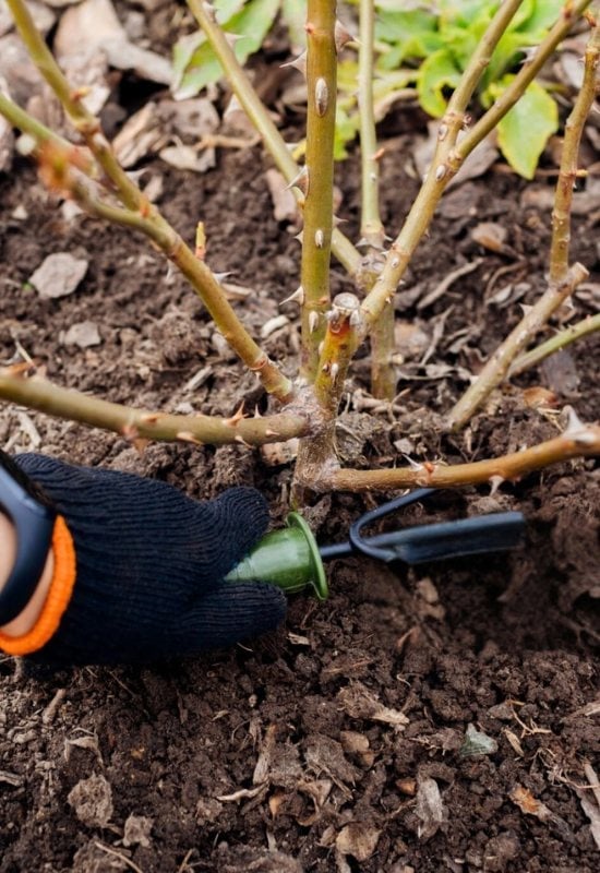 Clean Around Your Rose Shrubs – A Tidy Winter Is a Healthy Winter