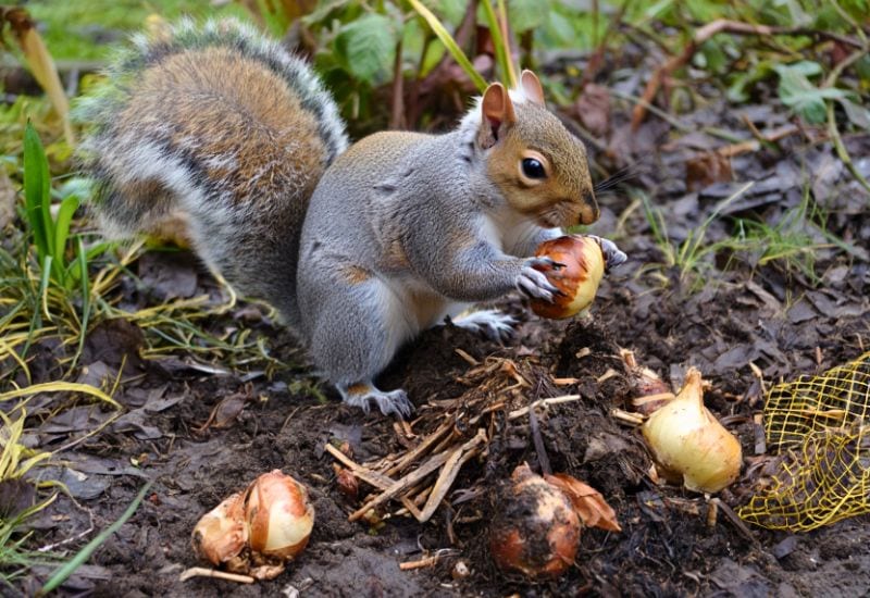 These 6 Clever Tricks Will Stop Squirrels From Digging Up Your Spring Bulbs for Good 1 Clever Tricks Will Stop Squirrels From Digging Up Your Spring Bulbs