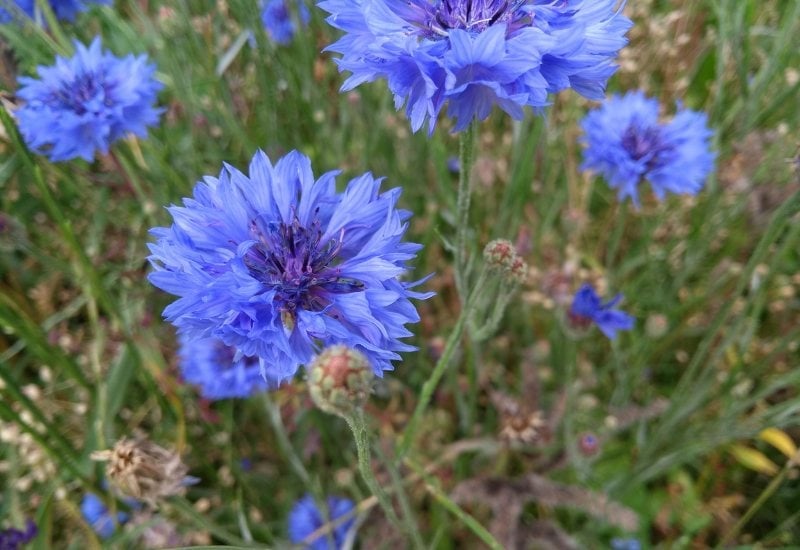 Cornflowers