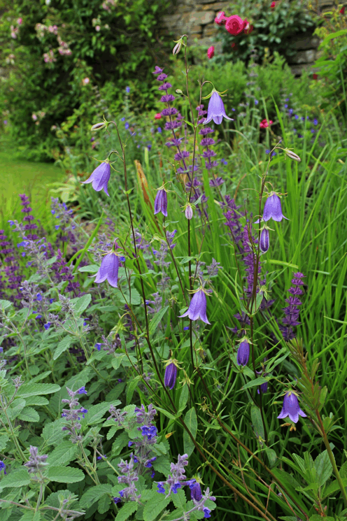 10 Common “Deer-Resistant” Perennials Taking Over U.S. Gardens — and the Native Alternatives to Grow Instead 11