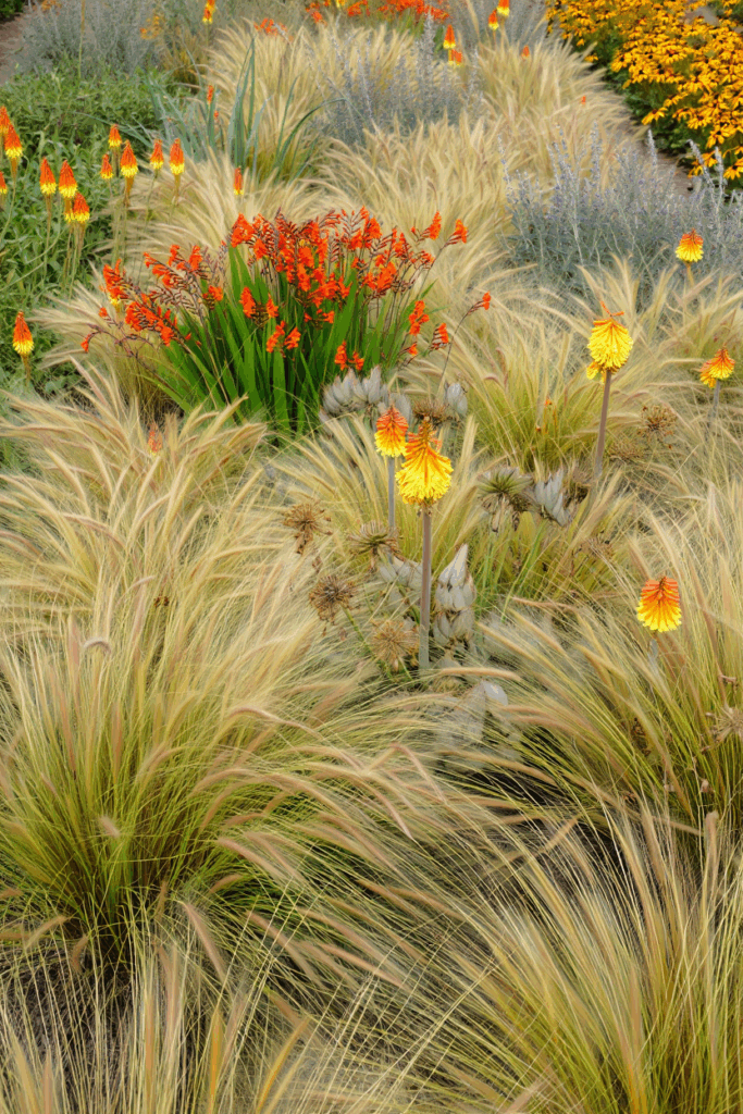 October Is the Perfect Time to Divide These 9 Perennials — Here’s How to Split and Replant for Better Flowers, and Plenty of Free Plants Next Year 7