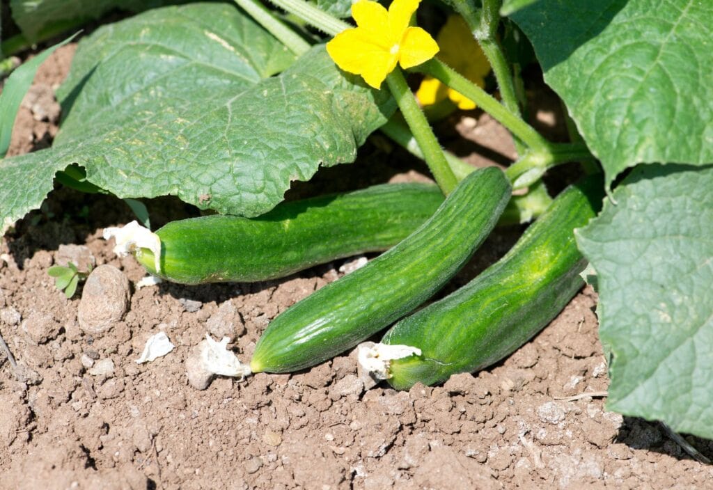 Cucumbers