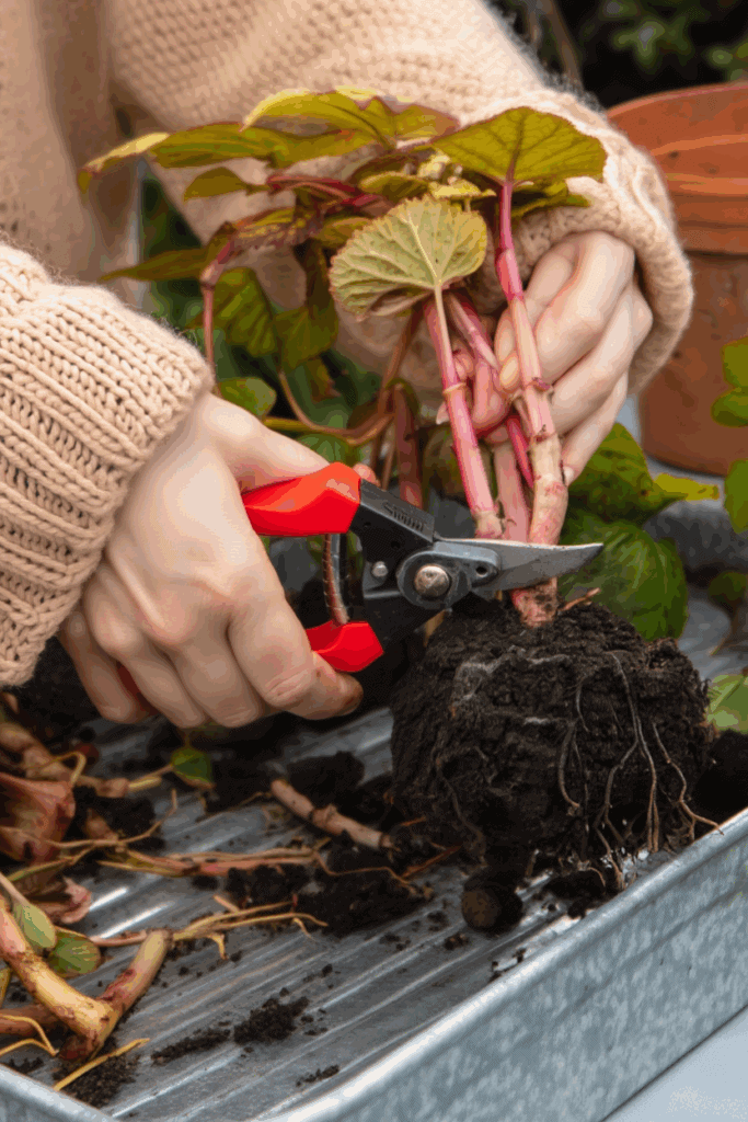 Don’t Throw Out Those Begonia Tubers Yet — This Old-Fashioned Overwintering Trick Keeps Them Alive Through Winter and and Gives You a Head Start Next Year 2 Don’t Throw Out Those Begonia Tubers Yet — This Old-Fashioned Overwintering Trick Keeps Them Alive Through Winter and and Gives You a Head Start Next Year 2