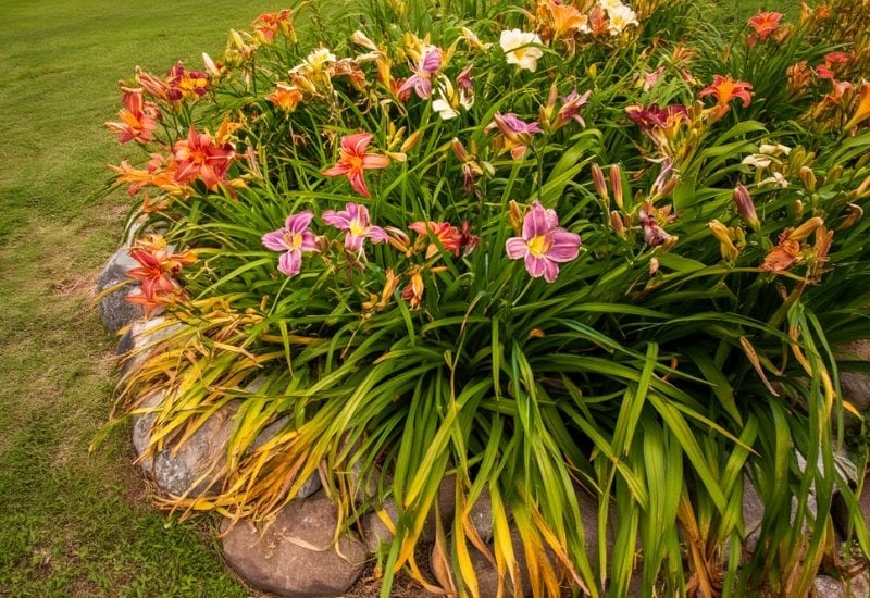 Daylilies