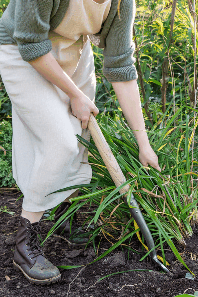 October Is the Perfect Time to Divide These 9 Perennials — Here’s How to Split and Replant for Better Flowers, and Plenty of Free Plants Next Year 1