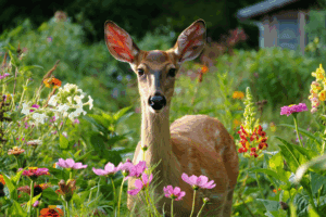 Deer-Resistant Annuals You Can Plant Now for a Cutting Garden