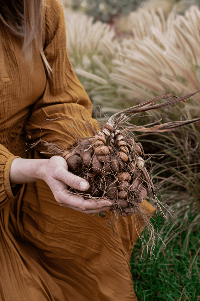 October Is the Perfect Time to Divide These 9 Perennials — Here’s How to Split and Replant for Better Flowers, and Plenty of Free Plants Next Year 8