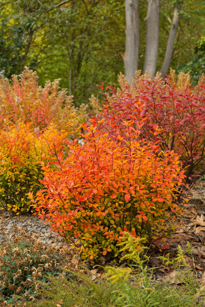 Boxwood Blight Has Put 95% of U.S. Shrubs at Risk — These 10 Native Alternatives Are Safer, Stronger, and Way More Beautiful 9