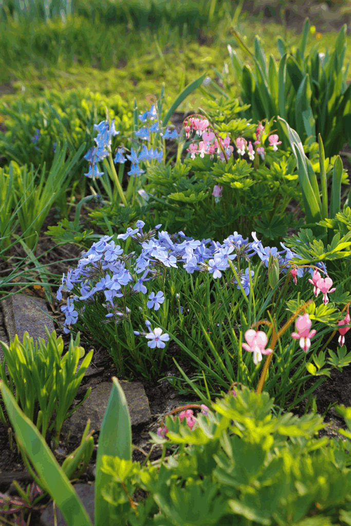 12 Native Flowers to Plant Now to Feed Pollinators When Early Spring Brings a ‘Hungry Gap’ 5