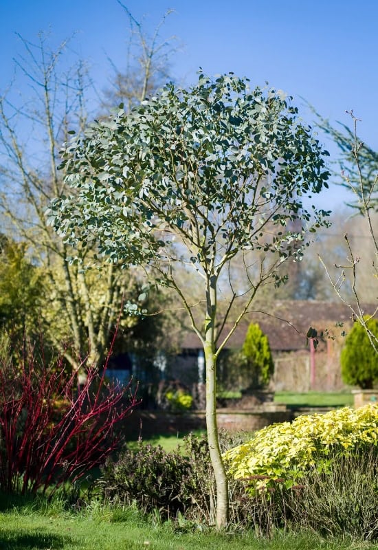 Eucalyptus (Eucalyptus spp.)