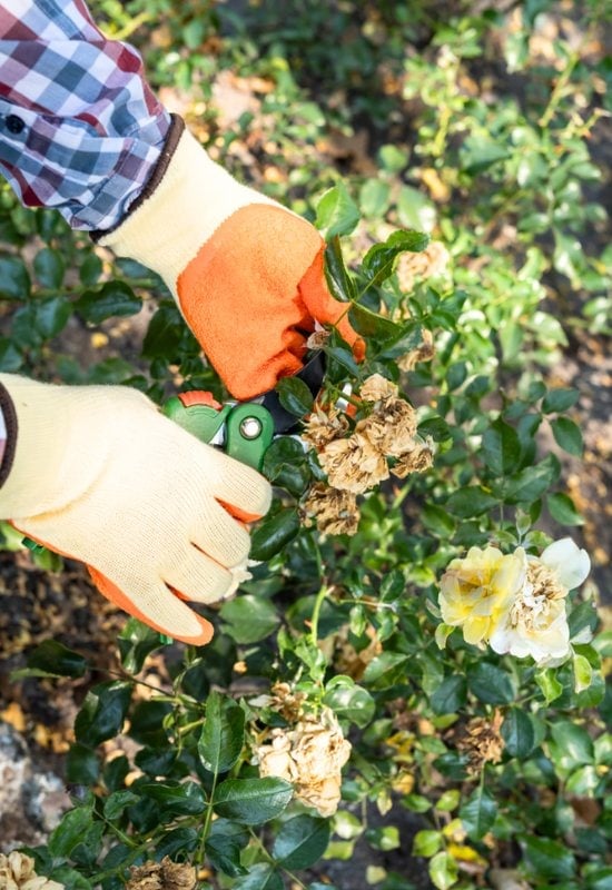 Fall Pruning Is a “Light Trim” for Rose Shrubs!