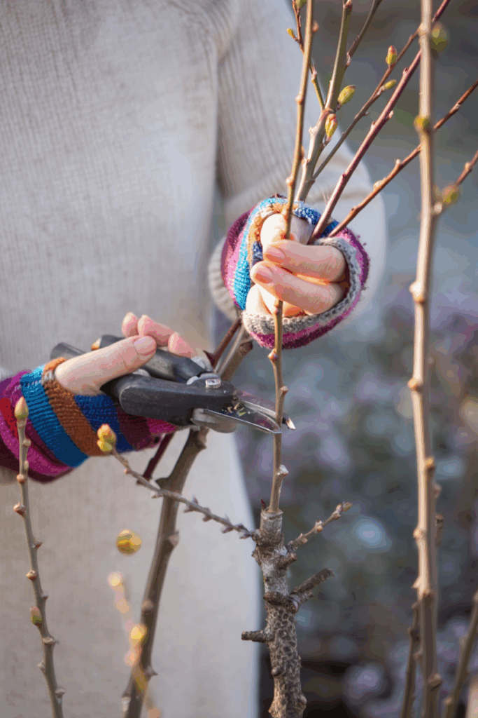 12 Plants You Can Propagate from Hardwood Cuttings This Fall for Free Plants by Spring 5 12 Plants You Can Propagate from Hardwood Cuttings This Fall for Free Plants by Spring 4