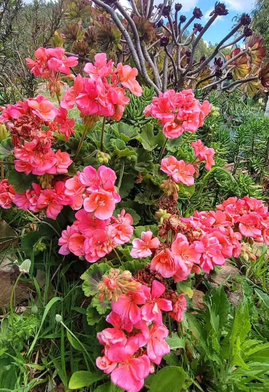 Geranium (Pelargonium spp.)