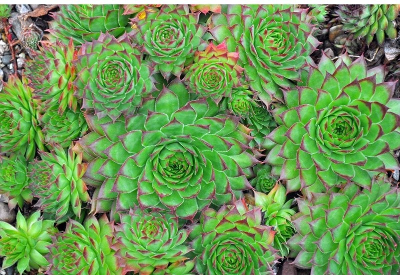Hens And Chicks
