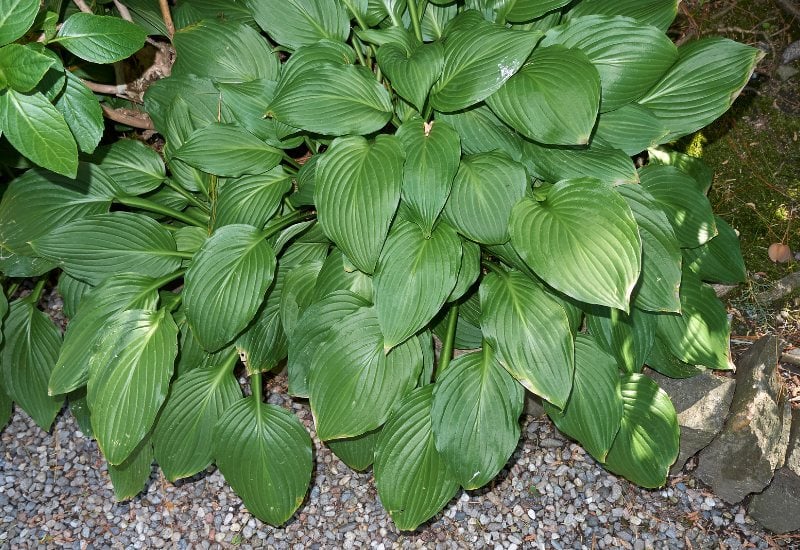 Hosta