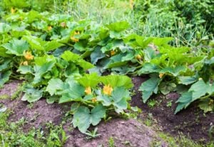 How Far Apart to Plant Zucchini for a Big Summer Harvest