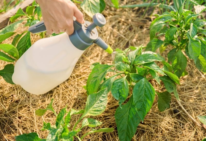 How to Fertilize Flowering and Fruiting Pepper Plants