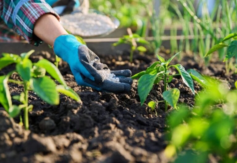 How to Fertilize Pepper Plants for a Big Harvest! The Simple Secrets to Success