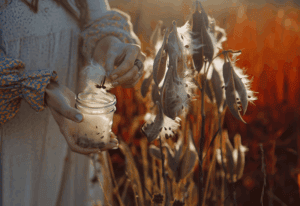 How to Harvest Milkweed Seeds, Remove the Fluff, and Grow Plants Monarchs Depend On