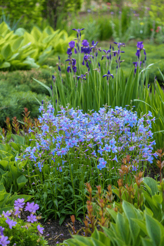 12 Native Flowers to Plant Now to Feed Pollinators When Early Spring Brings a ‘Hungry Gap’ 7