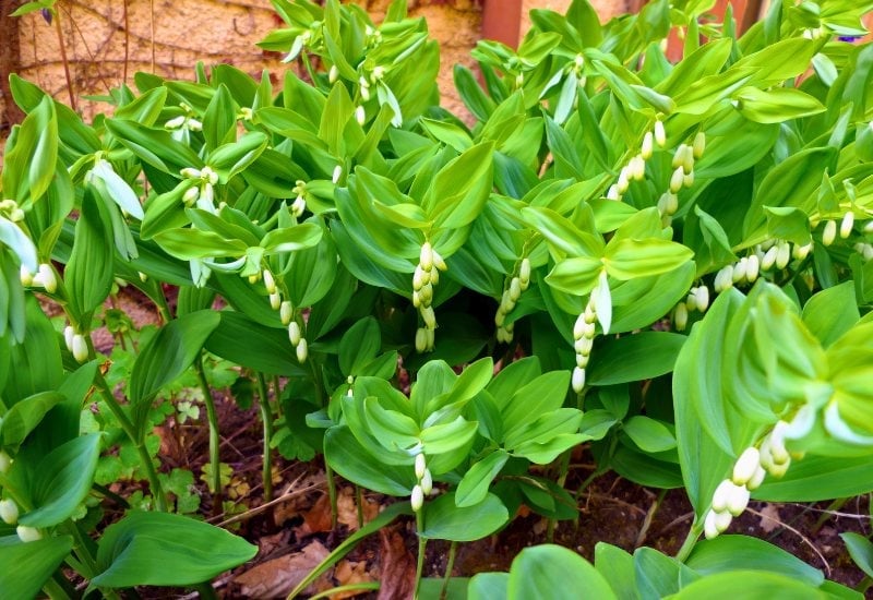Solomon’s Seal (Polygonatum spp.)