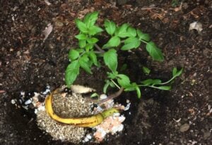 Just Bury Bananas in the Garden and This Happens