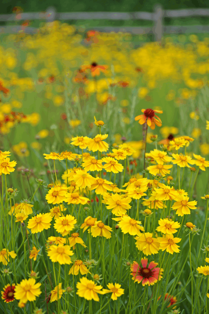 12 Native Flowers to Plant Now to Feed Pollinators When Early Spring Brings a ‘Hungry Gap’ 6