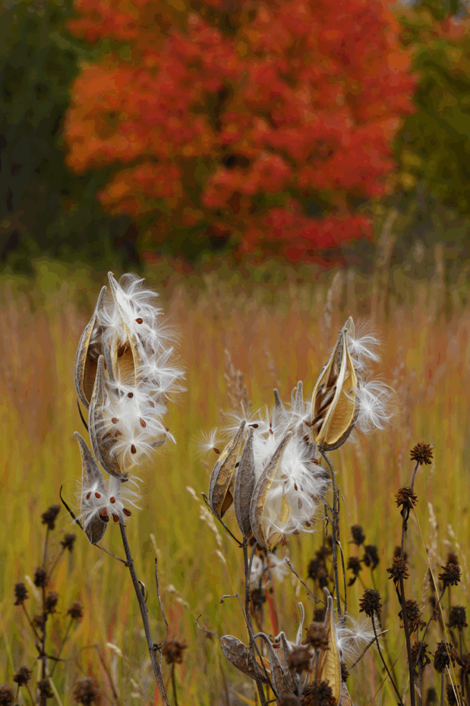 How to Harvest Milkweed Seeds, Remove the Fluff, and Grow Plants Monarchs Depend On 1