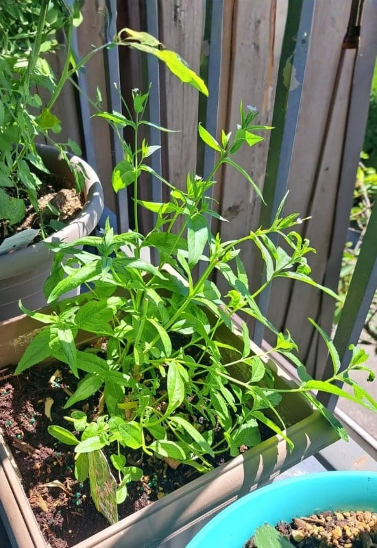 Lemon Verbena