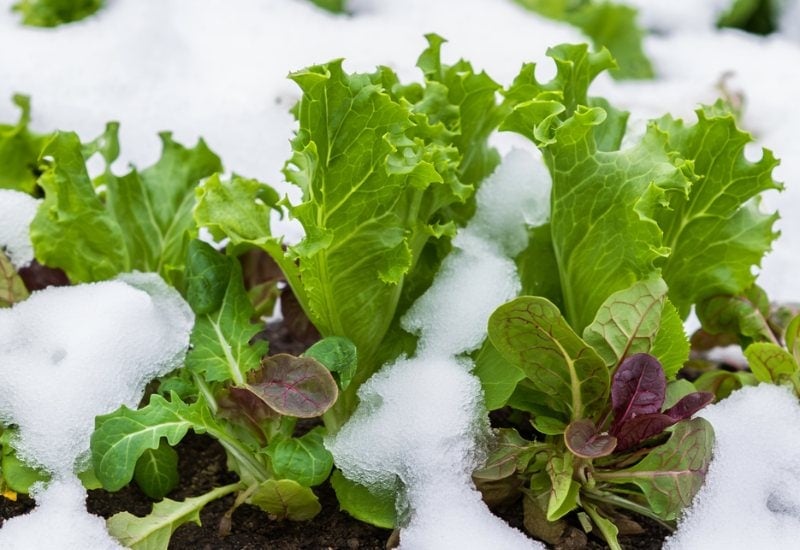 Lettuce and Mesclun Green