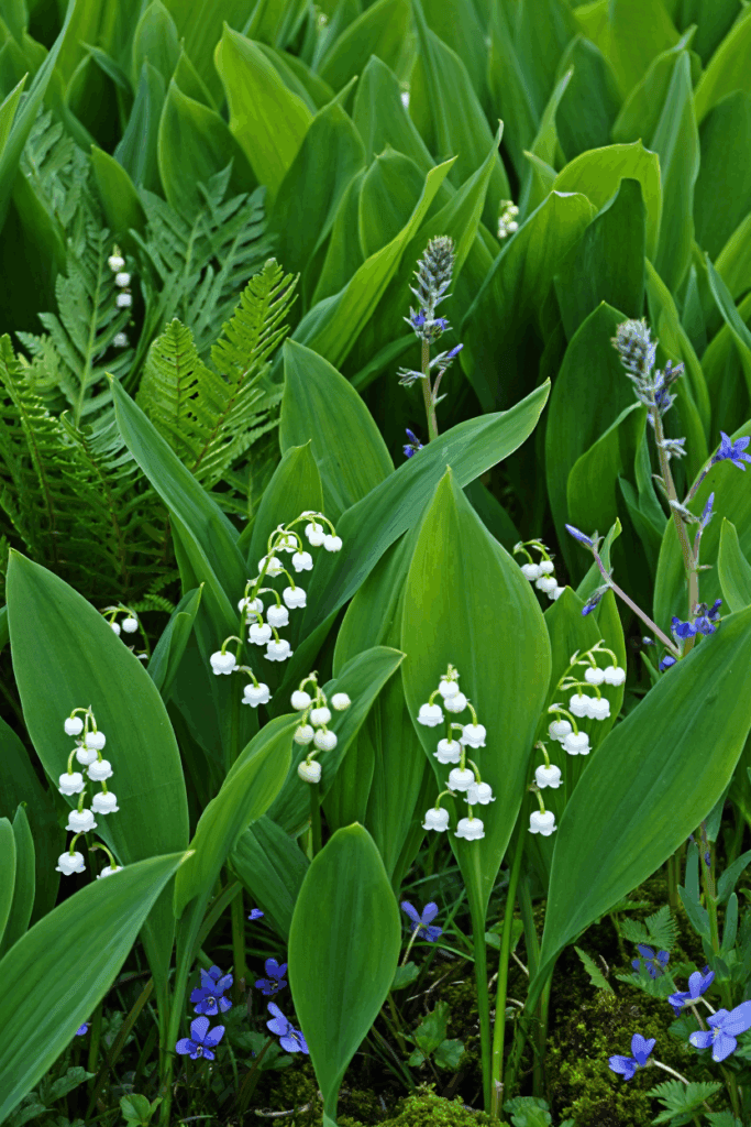 10 Common “Deer-Resistant” Perennials Taking Over U.S. Gardens — and the Native Alternatives to Grow Instead 19