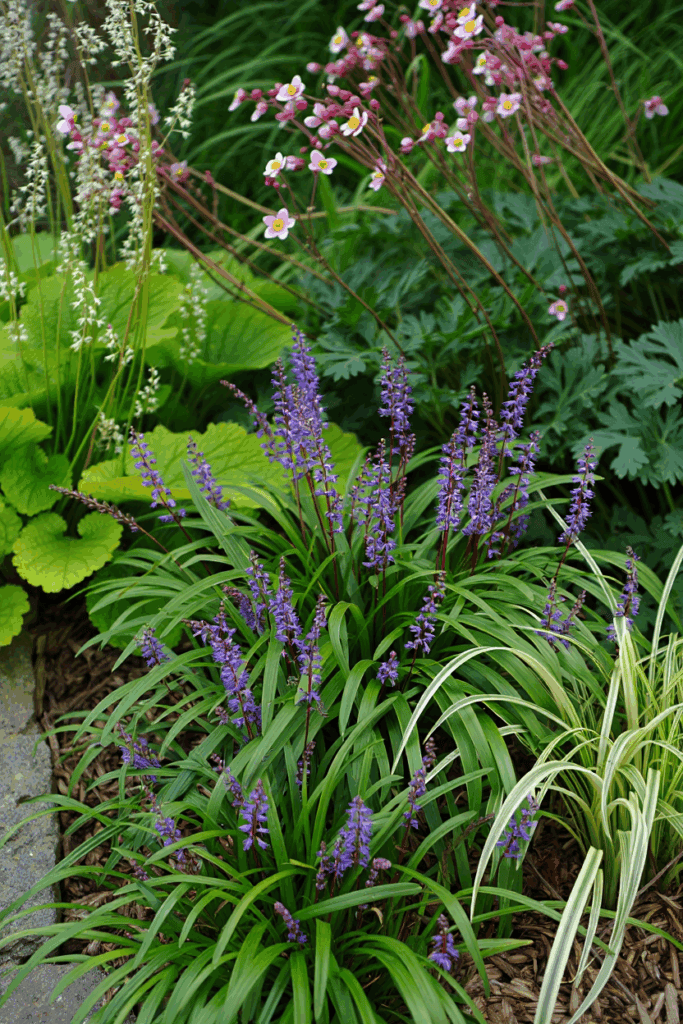 10 Common “Deer-Resistant” Perennials Taking Over U.S. Gardens — and the Native Alternatives to Grow Instead 9