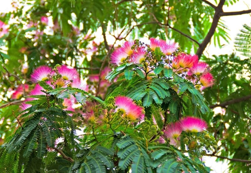 Mimosa (Silk Tree)
