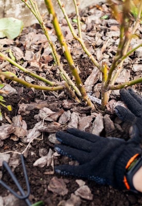 Mulch Around the Base of Your Rose Shrubs