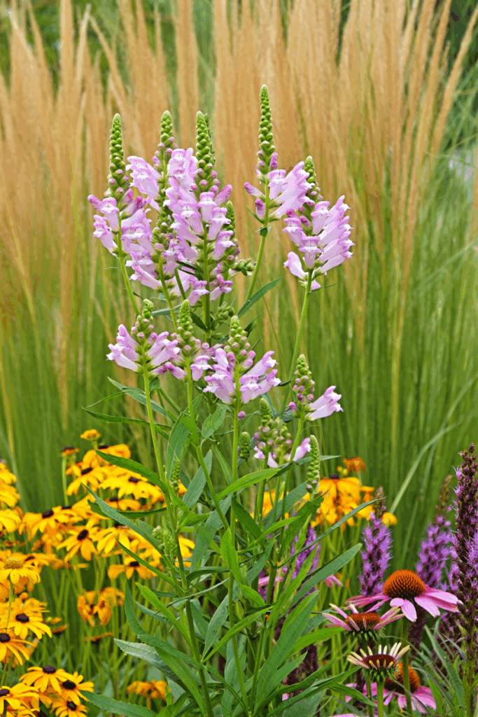 10 Common “Deer-Resistant” Perennials Taking Over U.S. Gardens — and the Native Alternatives to Grow Instead 3
