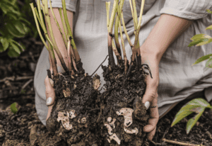 October Is the Perfect Time to Divide These 9 Perennials — Here’s How to Split and Replant for Stronger Roots, Better Flowers, and Plenty of Free Plants Next Year