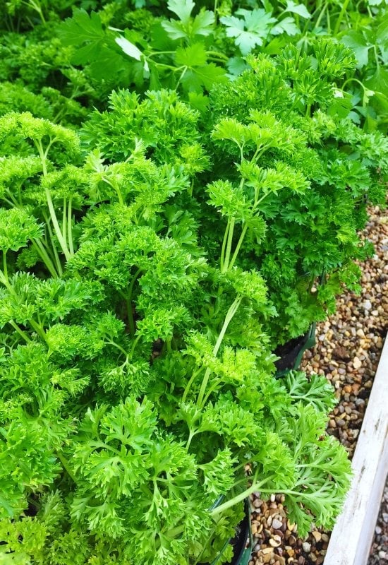 Parsley