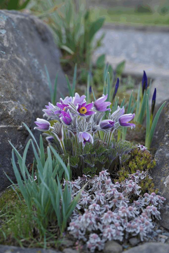 12 Native Flowers to Plant Now to Feed Pollinators When Early Spring Brings a ‘Hungry Gap’ 15