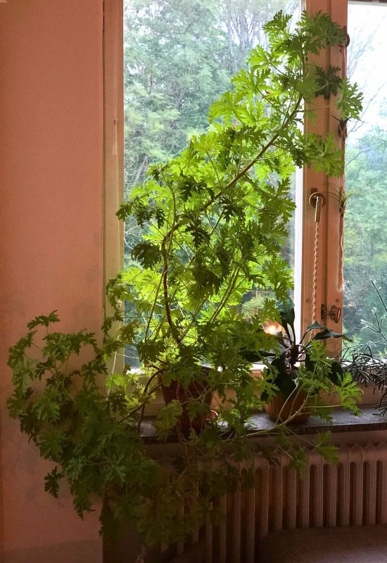 Pelargonium graveolens