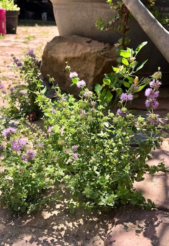 Pennyroyal (Mentha pulegium)