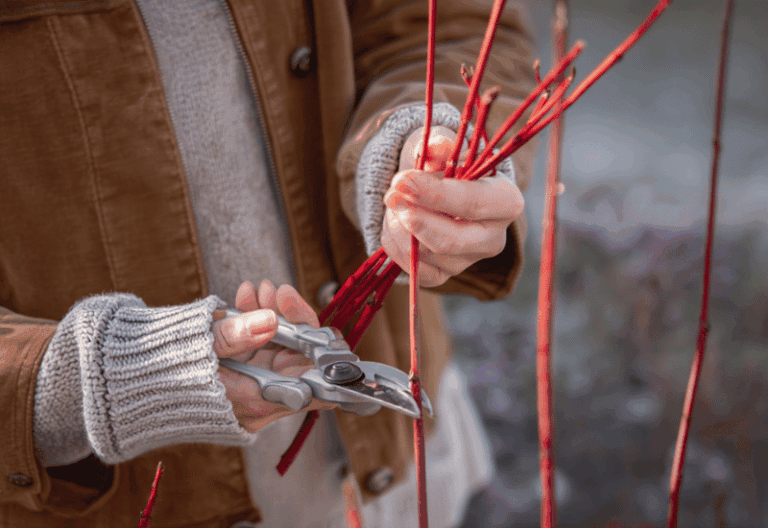 Plants You Can Propagate from Hardwood Cuttings This Fall