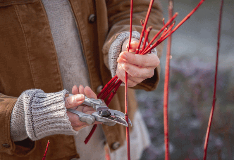 12 Plants You Can Propagate from Hardwood Cuttings This Fall for Free Plants by Spring 1 Plants You Can Propagate from Hardwood Cuttings This Fall