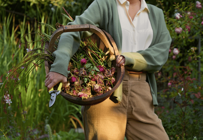 11 Plants You Can Still Deadhead in October for a Surprise Final Flush of Flowers 1 Plants You Can Still Deadhead in October