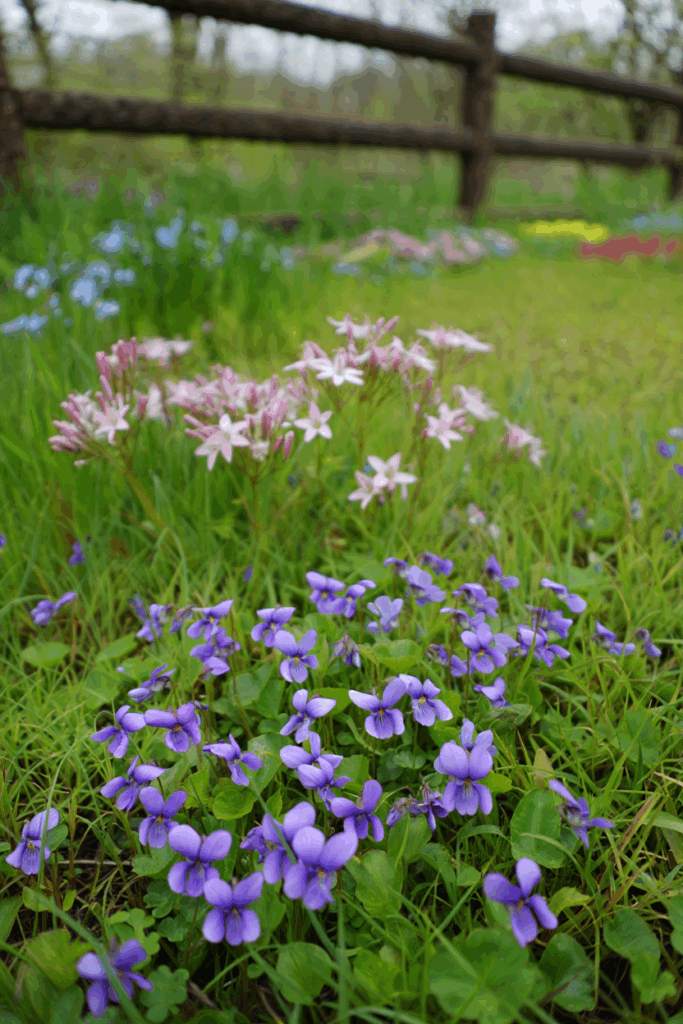 12 Native Flowers to Plant Now to Feed Pollinators When Early Spring Brings a ‘Hungry Gap’ 4