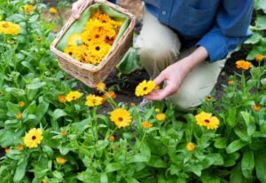 Reasons to Grow Calendula
