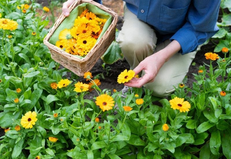 Reasons to Grow Calendula