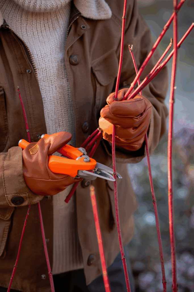 12 Plants You Can Propagate from Hardwood Cuttings This Fall for Free Plants by Spring 3 12 Plants You Can Propagate from Hardwood Cuttings This Fall for Free Plants by Spring 2