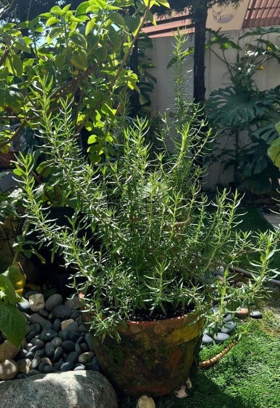 Rosemary