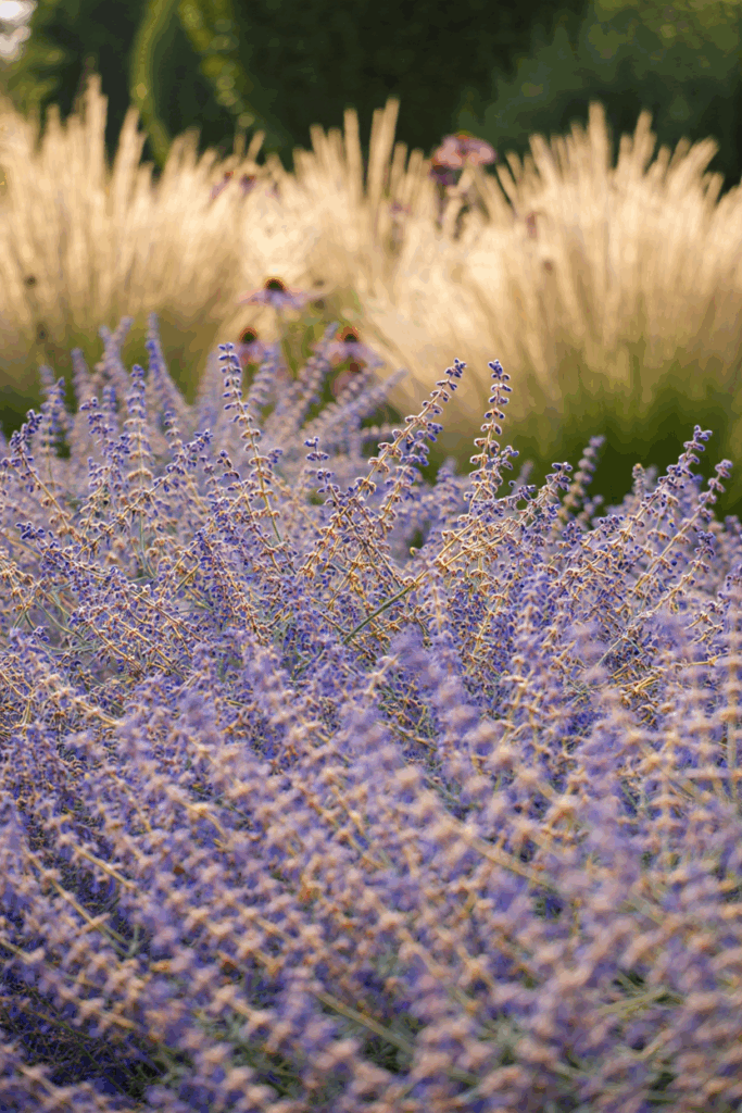 10 Common “Deer-Resistant” Perennials Taking Over U.S. Gardens — and the Native Alternatives to Grow Instead 5